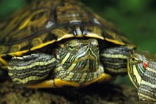 Red-Eared Terrapin, Trachemys Scripta Elegans