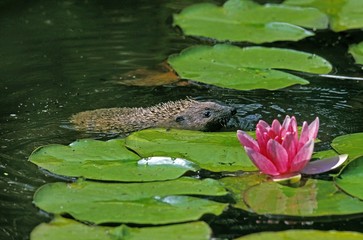 European Hedgehog, erinaceus europaeus, Adult crossing Pond, Normandy