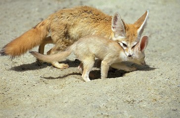 Sticker - Fennec or Desert Fox, fennecus zerda, Mother with Cub, Submissive Posture