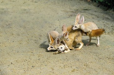 Sticker - Fennec or Desert Fox, fennecus zerda, Mother with Cub