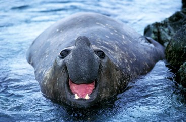 Poster - Southern Elephant Seal, mirounga leonina, Male calling, Antarctica