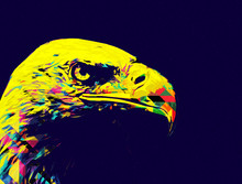 Bald Eagle Swoop Landing Hand Draw And Paint On White Background Illustration