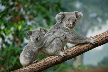 Wall Mural - koala, phascolarctos cinereus, mother with young standing on branch