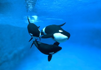 Wall Mural - killer whale, orcinus orca, adults