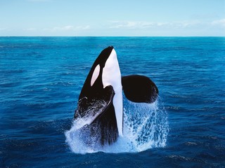 Wall Mural - killer whale, orcinus orca, adult breatching