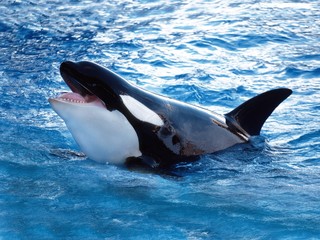 Wall Mural - killer whale, orcinus orca, adult breatching