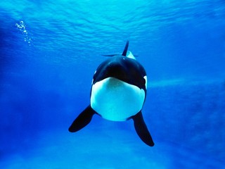 Wall Mural - killer whale, orcinus orca, adult