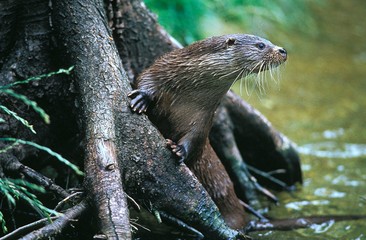 Wall Mural - European Otter, lutra lutra, Adult standing in River