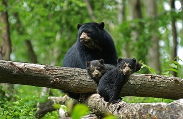 Wall Mural - spectacled bear, tremarctos ornatus, mother with cub