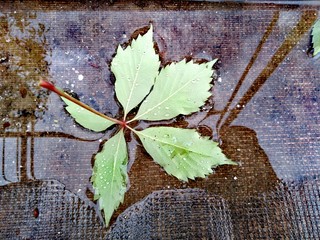 grunge background with leaves