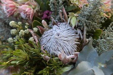 Wall Mural - A beautiful pink Protea flower. This photo has selective focus. 