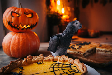 Happy Halloween. African Grey Parrot baby with a pie and pumpkins