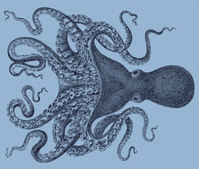 Octopus Verrucosus From Southeast Atlantic Ocean Isolated On Blue Background, After Antique Illustration From 19th Century