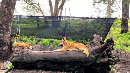 The photo of a dog lying down on a tree trunk