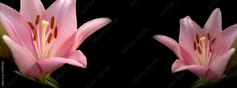 Obraz na płótnie Zbliżenie - różowa lilia na czarnym tle. Eleganckie kwiaty na czarnym tle - lilie azjatyckie na specjalne okazje z miejscem na wklejenie tekstu lub obrazów.  w salonie