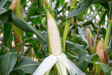 White Waxy Corn