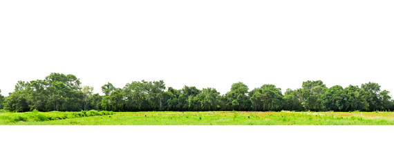  View of a High definition, Treeline  isolated on white background, Forest and foliage in summer, Row of trees and shrubs.