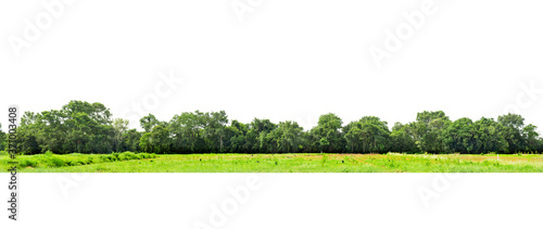 Fotomural View of a High definition, Treeline isolated on white background, Forest and foliage in summer, Row of trees and shrubs