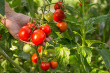 Ripe Red Tomatoes Growing On Bush In The Garden