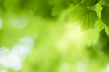 Closeup beautiful view of nature green leaves on blurred greenery tree background with sunlight in public garden park. It is landscape ecology and copy space for wallpaper and backdrop.