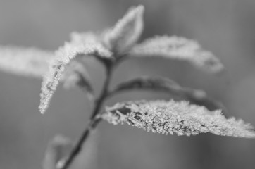 detail of frozen plant in nature