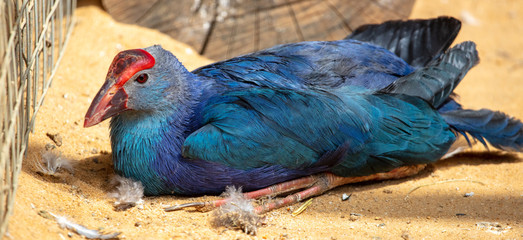 Wall Mural - A blue bird with a large beak.