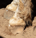 Fototapeta Sawanna - Horse hooves at the zoo.