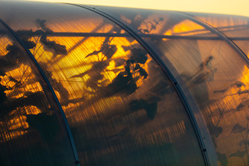 Wall Mural - Plant in a greenhouse at sunset as an abstract background.
