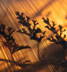 Wall Mural - Plant in a greenhouse at sunset as an abstract background.