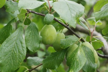 Poster - Green plums on a tree in the summer garden