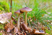 Rötling, Entoloma Pilz Im Herbstwald - Two Entoloma Mushrooms  In Forest