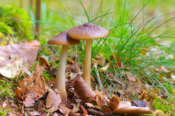 Poster - Rötling, Entoloma Pilz im herbstwald - two Entoloma mushrooms  in forest