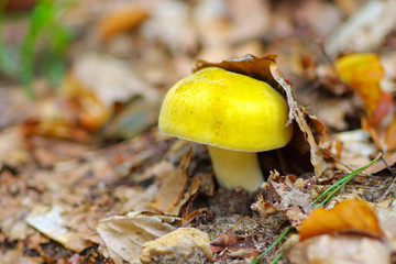 Sticker - Gelber Graustieltaeubling, Russula claroflava - yellow swamp brittlegill, Russula claroflava in forest