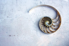 Nautilus Shell With Golden Ratio Fibonacci  Pearl Copy Space Concrete Stone Marble Background Cross Section Shell Symmetry Fibonacci Spiral Sequence 