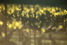 New Grape Vine Leaves Glow In The Sunlight During Golden Hour. Springtime In Wine Country.