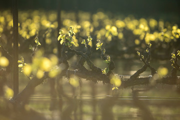 New grape vine leaves glow in the sunlight during golden hour. Springtime in wine country.