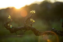 Detail Shot Of New Growth On A Row Of Grape Vines During Golden Hour In Spring.