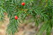 the canada yew plant