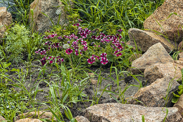 Colorful bright flowers grow among the tall grass.