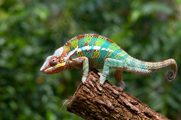 beautiful color of chameleon panther, chameleon panther on branch