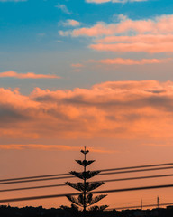 power lines at sunset