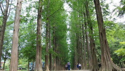 Wall Mural - bamboo forest in thailand