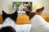 Fototapeta Psy - couple of dogs watching tv
