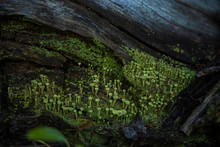 Fungus And Moss On An Old Log