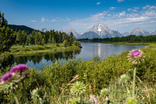 Oxbow Bend In Grand Teton National Park. Defocused Nodding Thistle Weed In The Front. Snake River In Photo