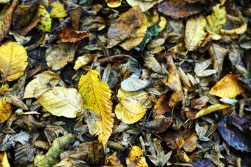 Wall Mural - Autumn yellow leaves on ground in forest concept