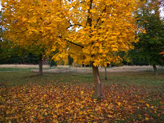 Wall Mural - Young maple tree with yellow leaves on ground in park autumn concept