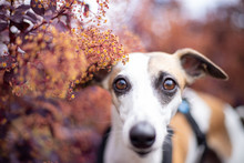 Herbstliches Hundeportrait Hinter Blüten