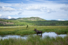 Landscape Of Moose In Swamp In Yukon, Canada With Mountain In Background