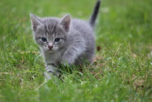 Little Cute Striped Gray Kitten Or Young Cat Walks On Green Grass In The Garden On A Summer Day. Close-up. Front View. Kitten Portrait. Photo Of A Gray Tabby Cat.
